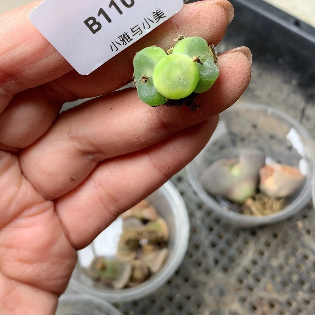 B110多肉植物保护研究所