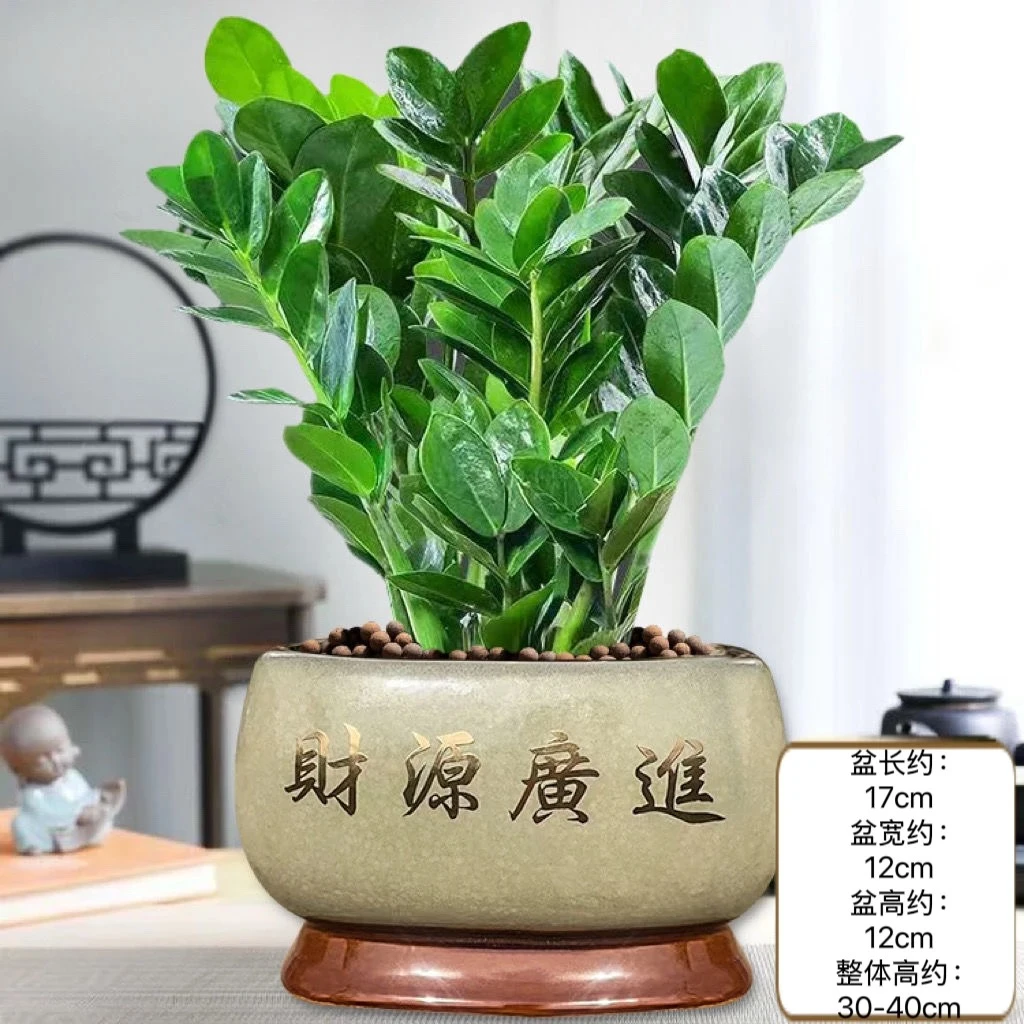 潮流新款四季常绿招财树金钱树盆栽适合室内办公室桌面摆放彰显年
