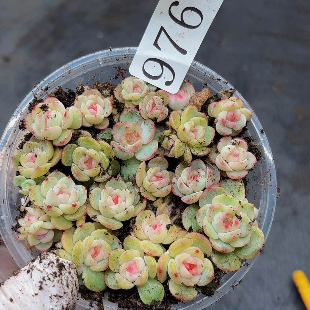 多肉植物多肉植物976