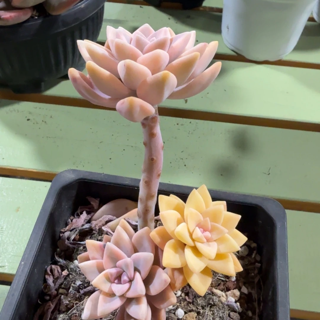 淡雪锦，三头起发，锦上园艺量拍