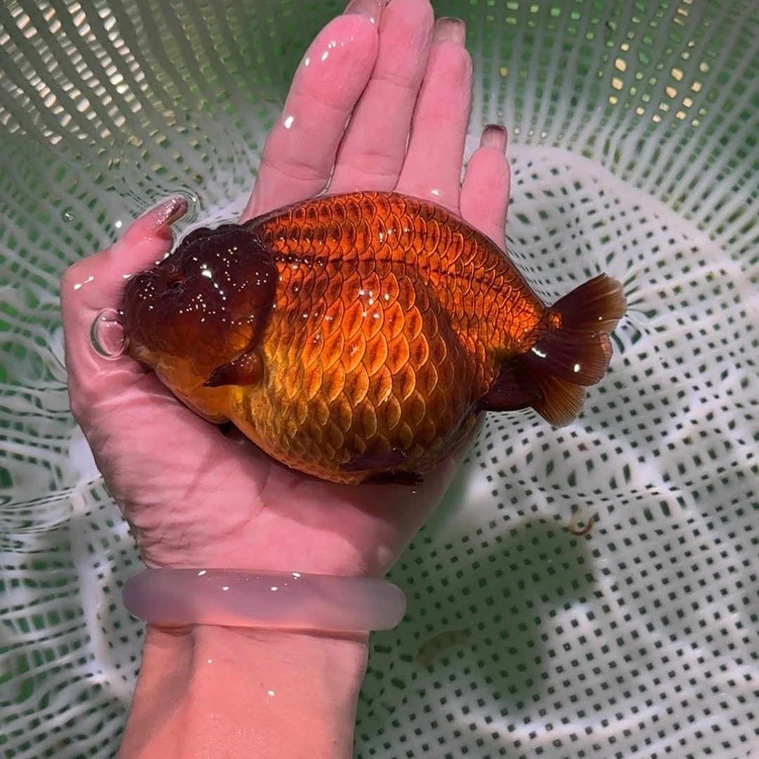 龙睛金鱼种鱼兰寿兰寿