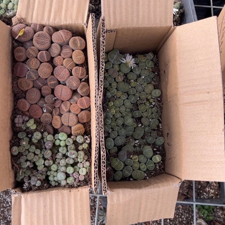 一箱三品种混搭8888888888