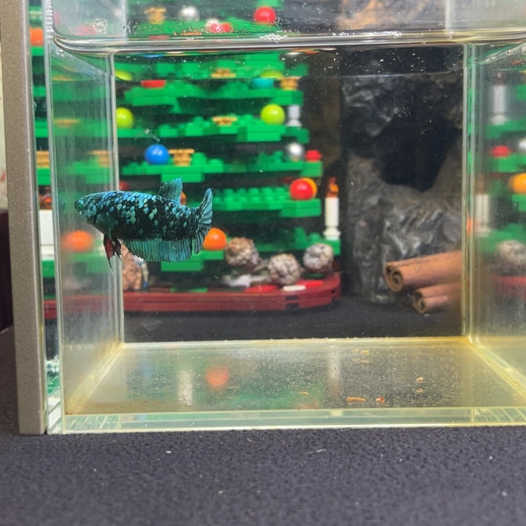 斗鱼鱼次元一月三日竞价