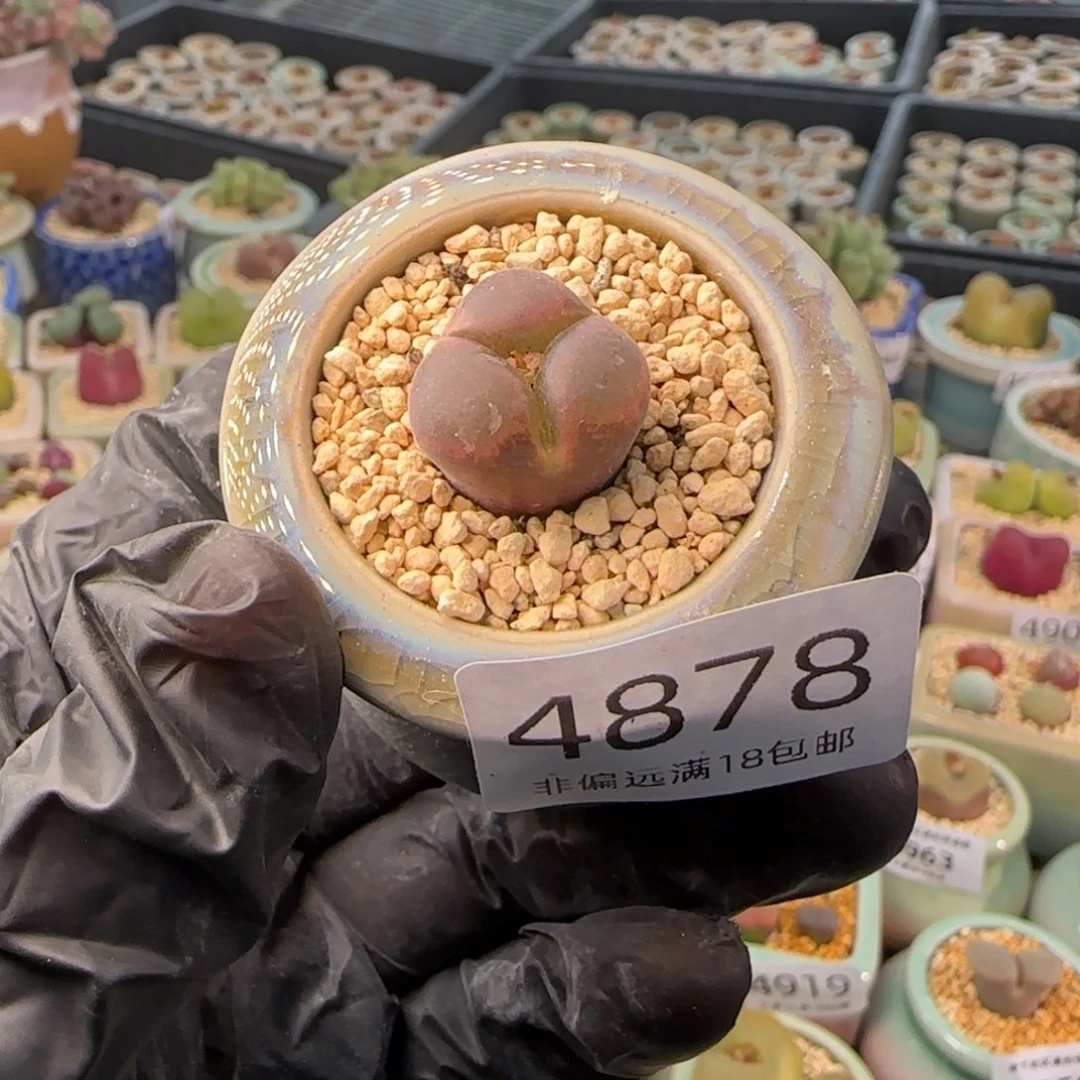 4878-一物一拍 带盆