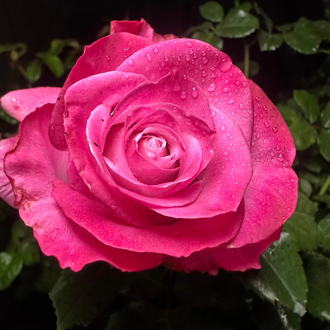 【3颗包邮】魅影月季花苗切花玫瑰大花四季开花庭院阳台盆栽植物