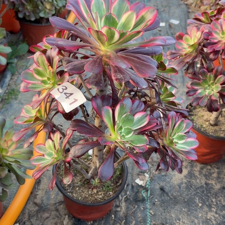 丽娜多肉植物不包损341杆不直