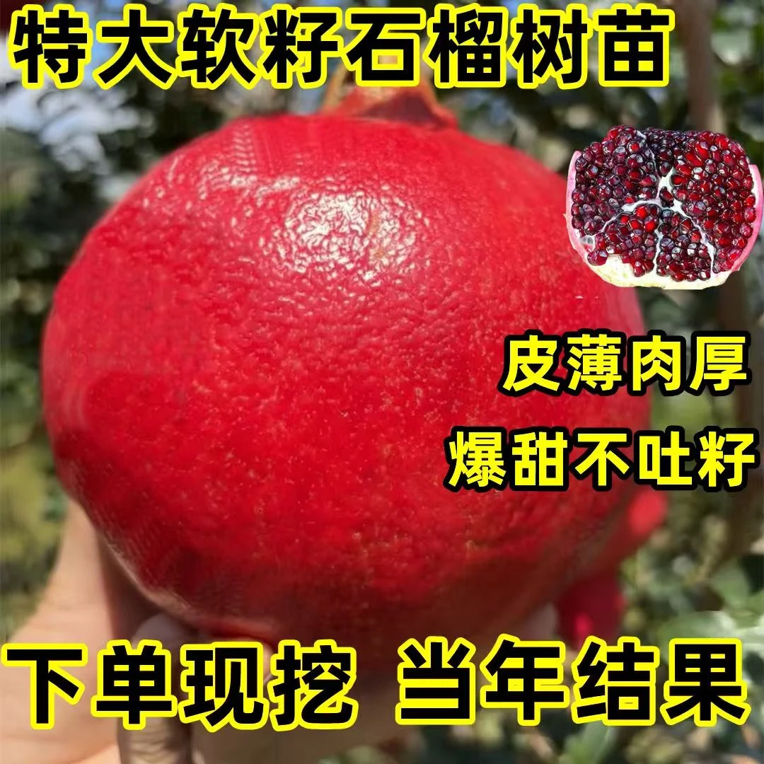正宗嫁接突尼斯软籽石榴树苗当年结果特大南北方种植盆栽地栽耐寒
