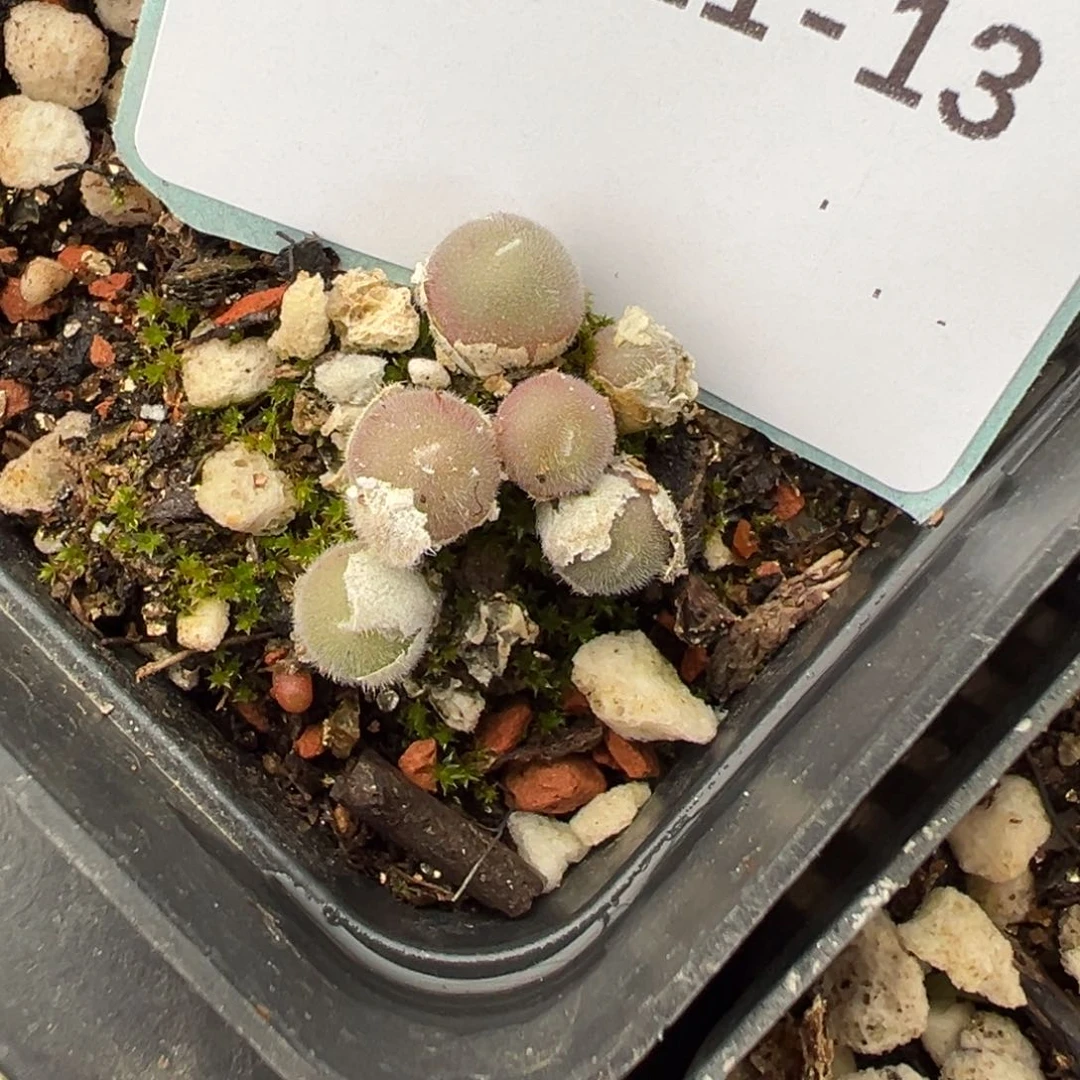 21-13毛球多肉植物