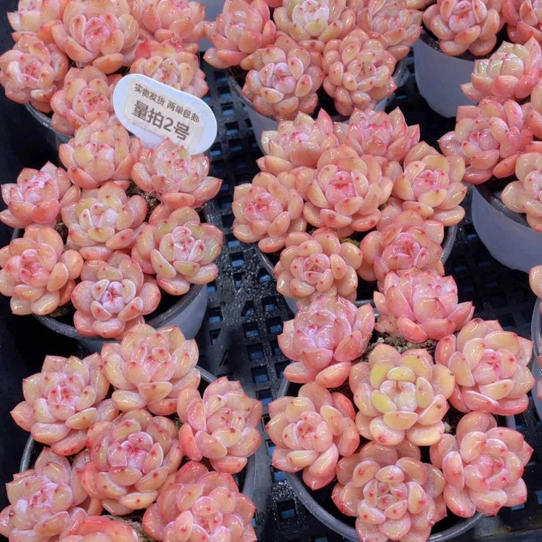 量拍2号 冰透仙女橙单头七个