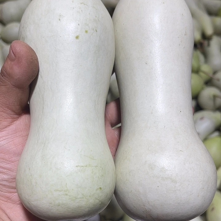 非洲紫檀（红花梨）鲨*‘