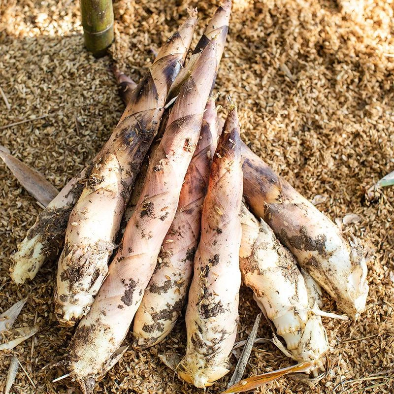 浙江现挖直发 中笋 新鲜临安春笋 正宗鲜嫩美味雷笋 次日达