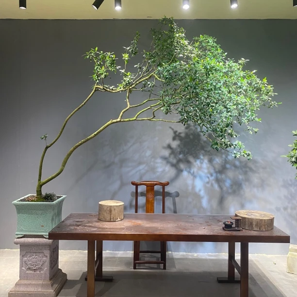 《四季.盆景》海岛栀子花