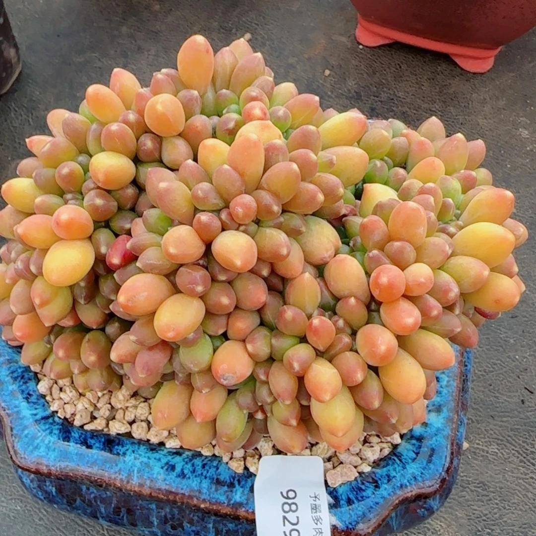 千代田缀化，9829多肉