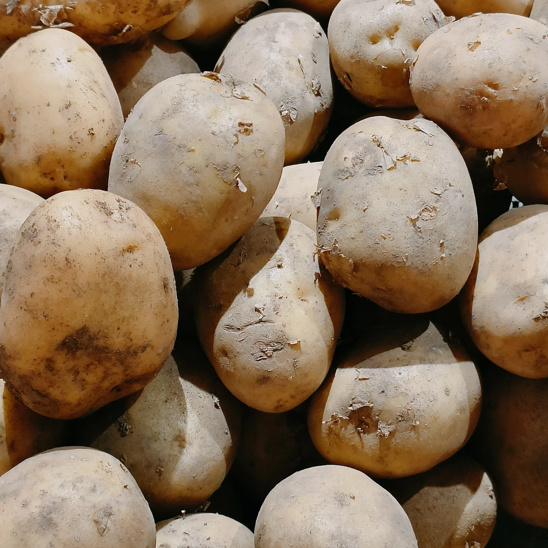 毕节马铃薯（老品种）