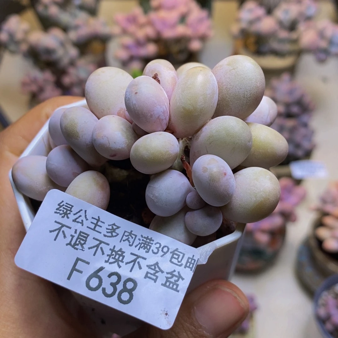 638水光针多肉5cm
