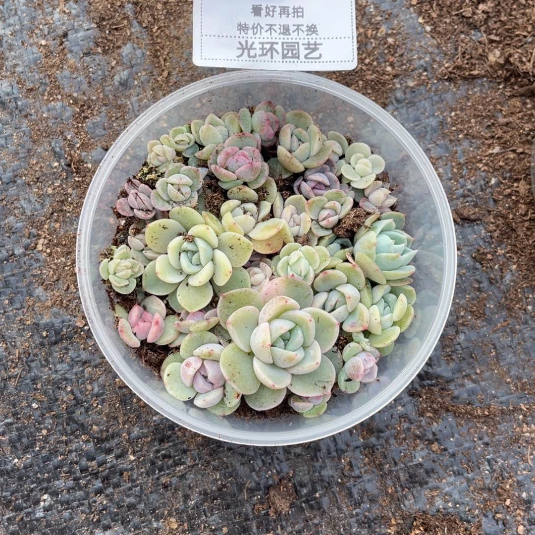 c55号花生露黑体珍妮切糕包邮福利