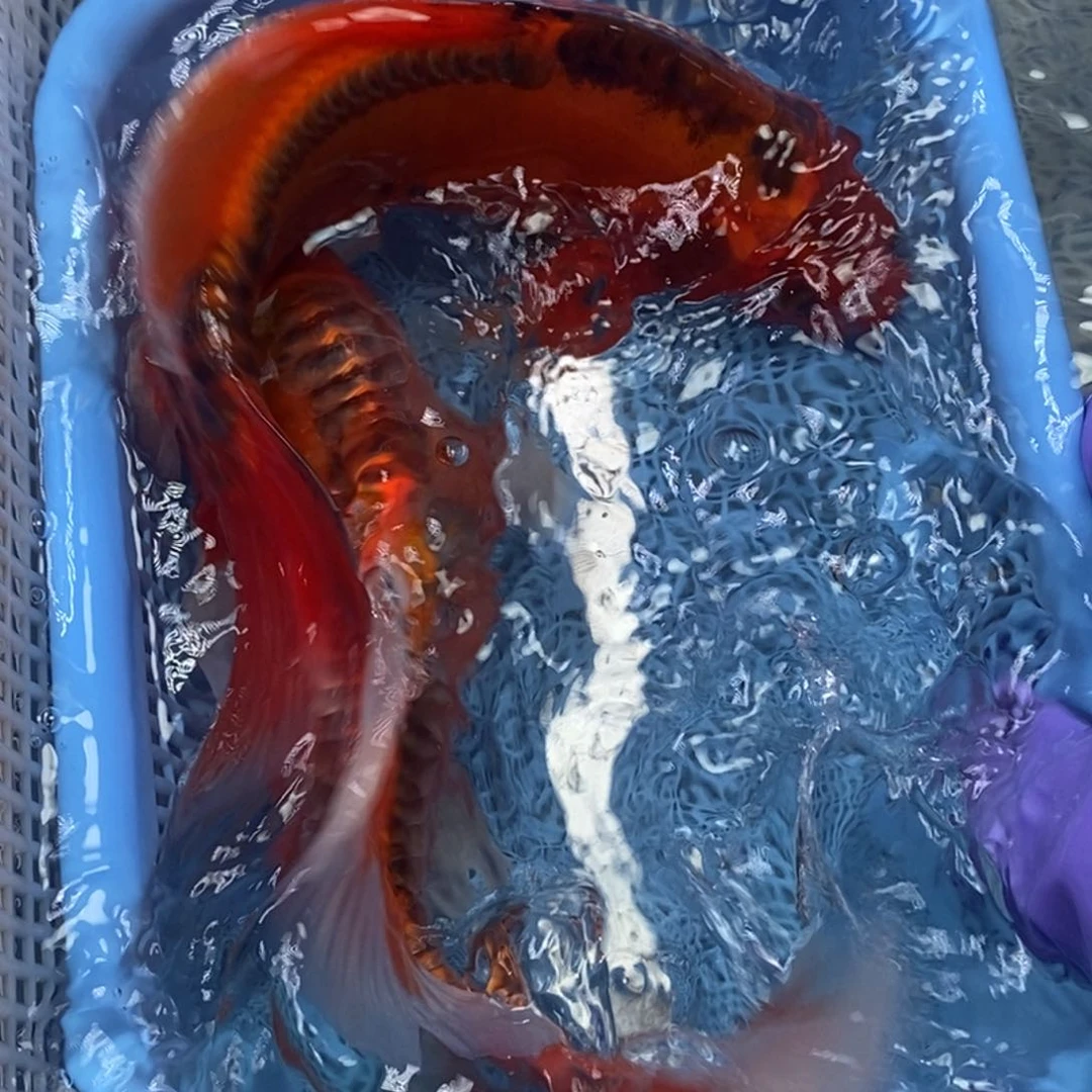 锦鲤冷水锦鲤包邮