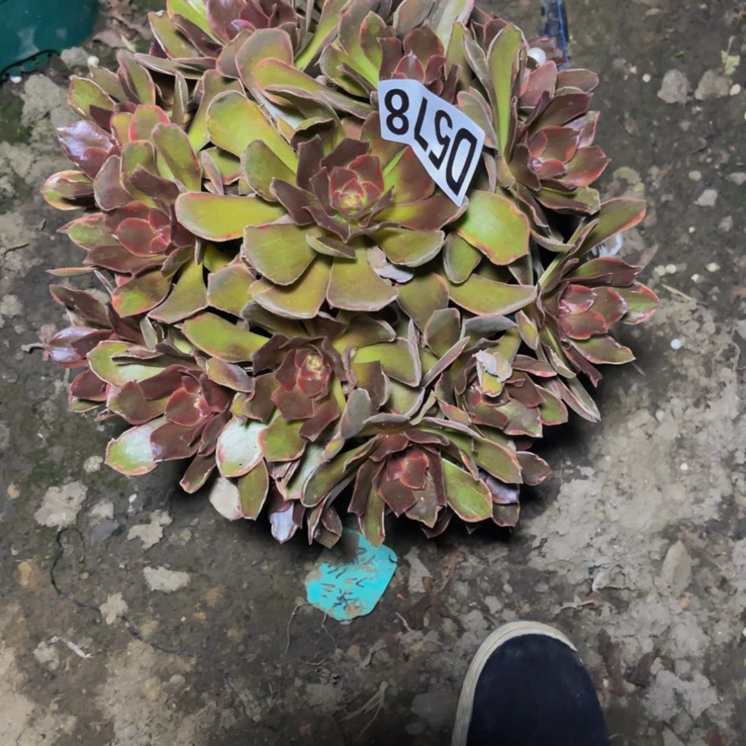 恶魔之吻16////1包邮