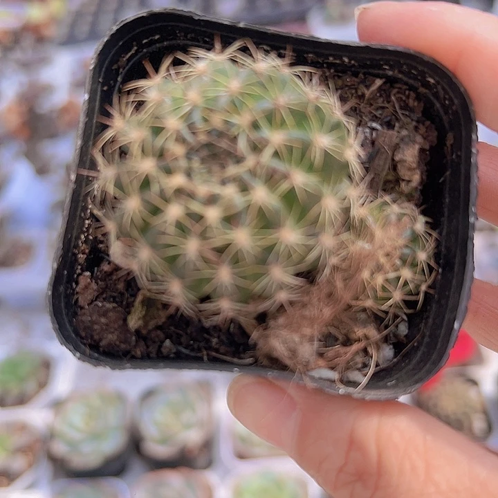 梨花19包邮多肉植物
