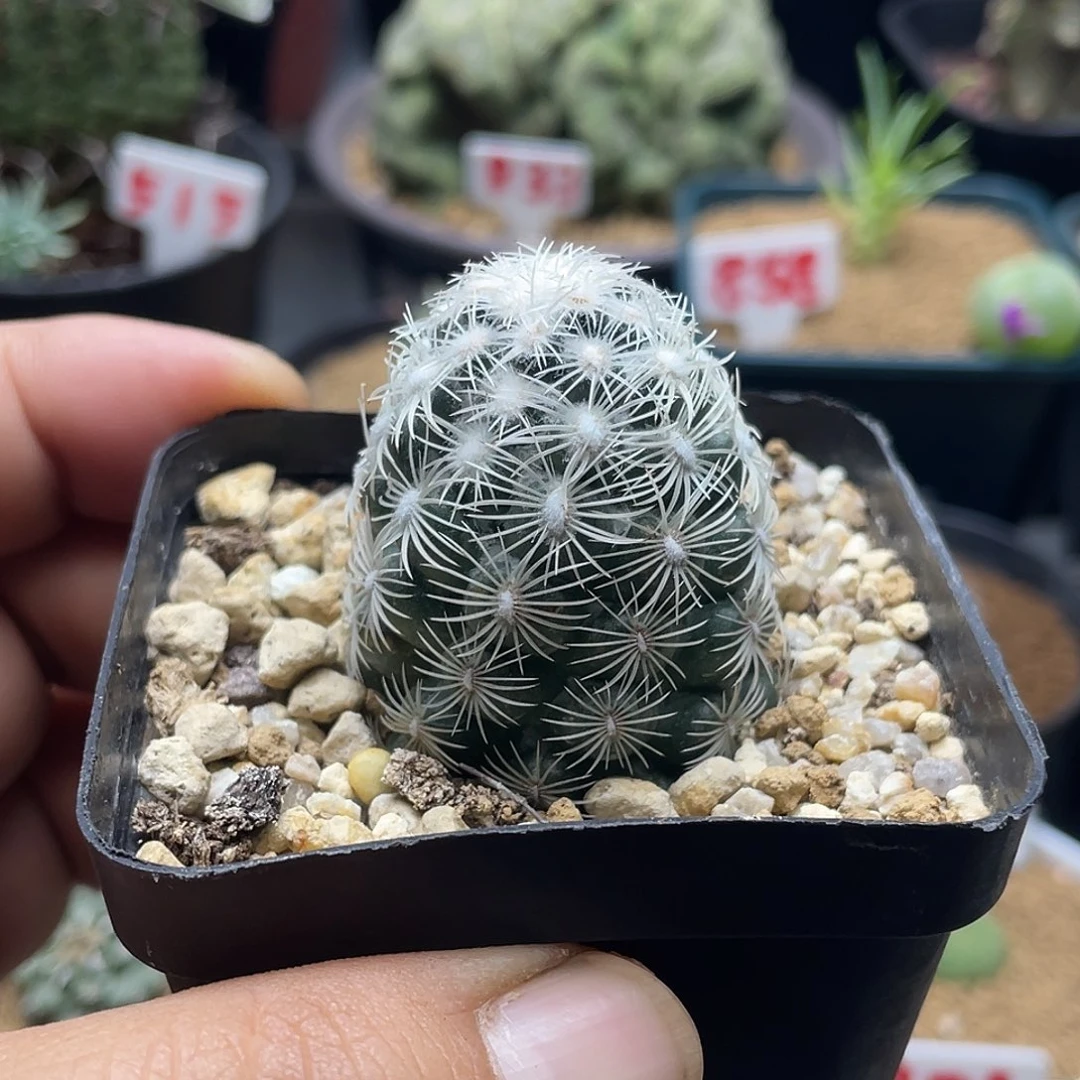 都锦 圆锥玉属 带盆土发货