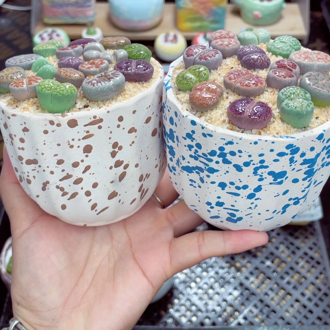 w9757 带盆土发货一物一拍