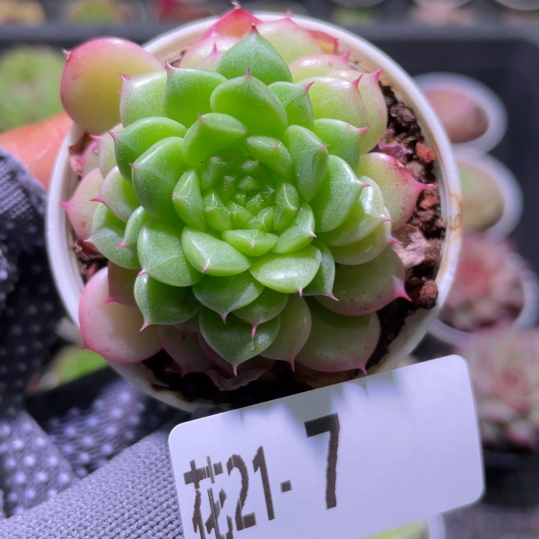 花利美 21-7海王