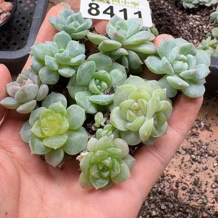 当前无花朵，栽培后可花朵多肉植物多肉植物