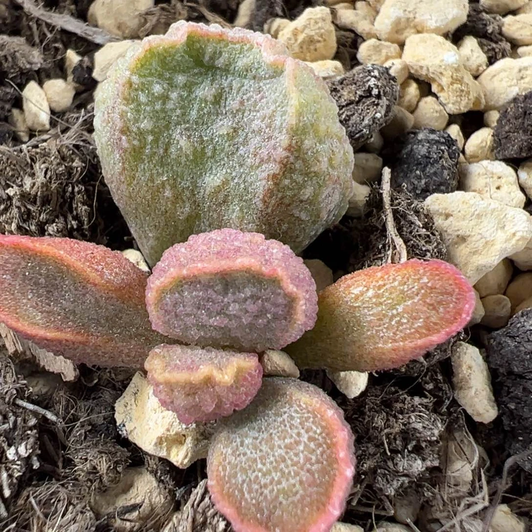 实生底叶苗纹路款多肉植物