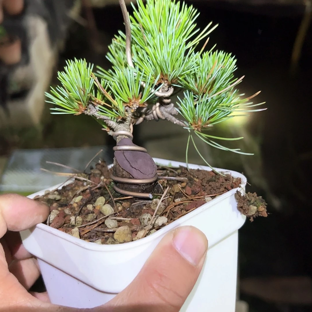 完全开放松树健健康康