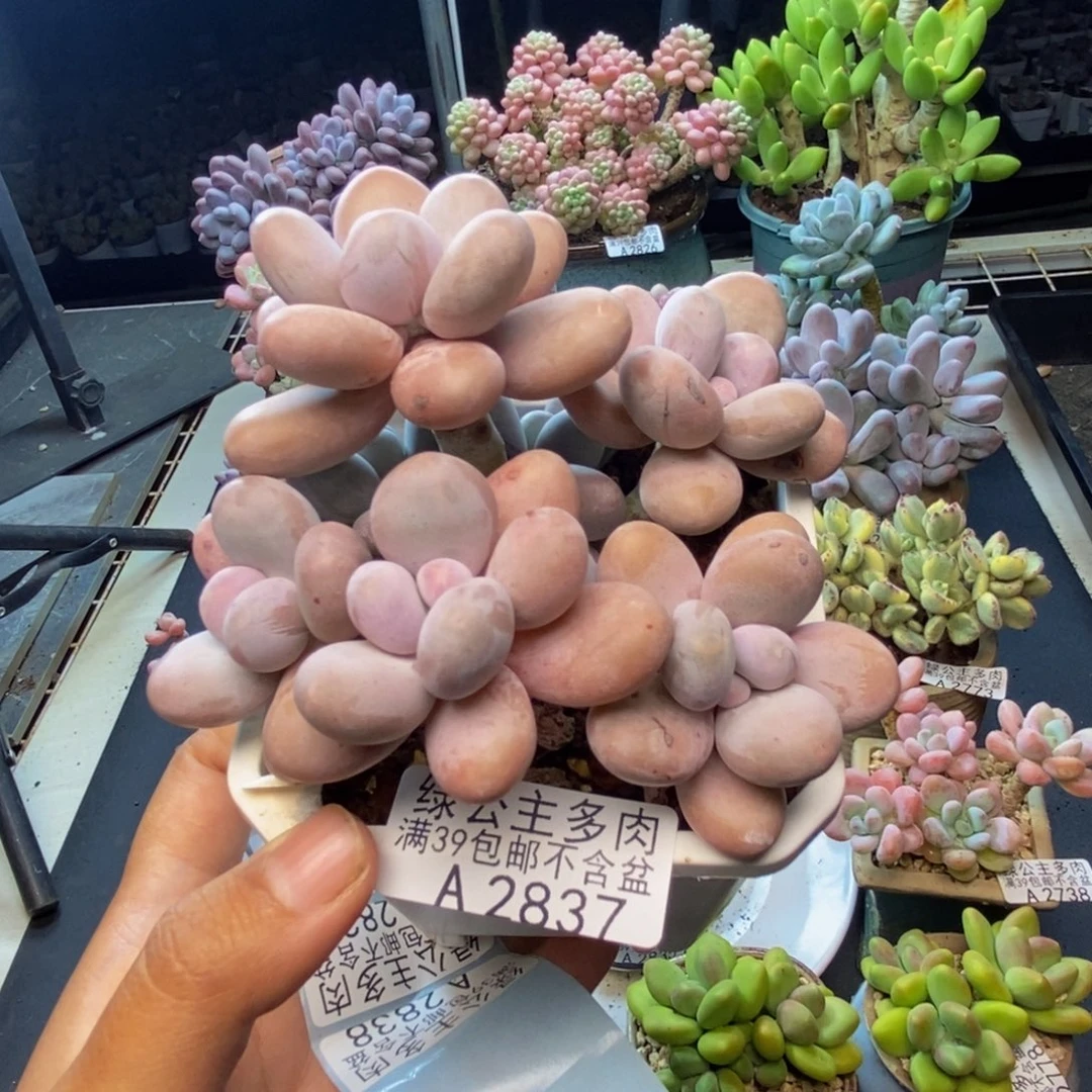 837水光针多肉9c m