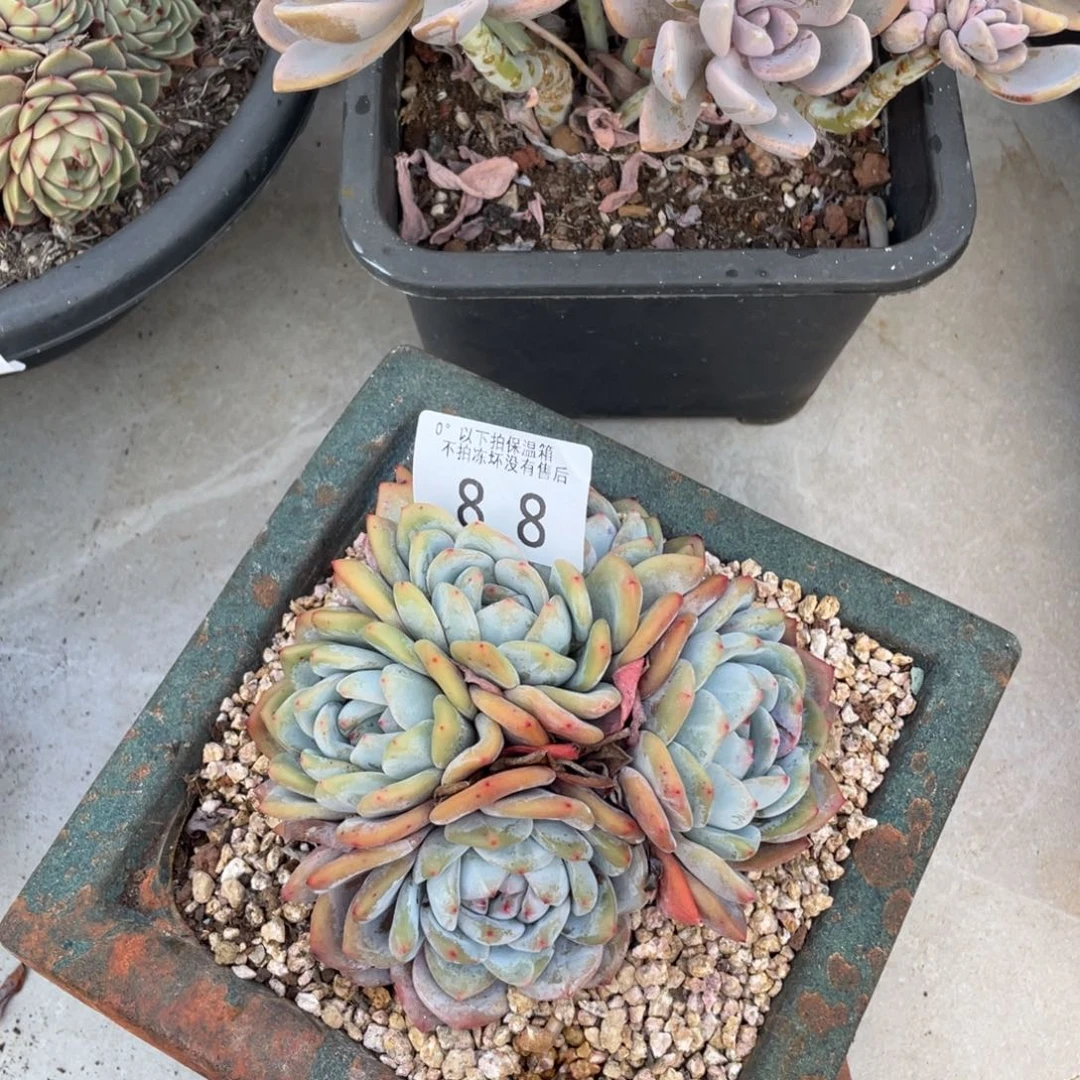 黑大帅多肉88新颖