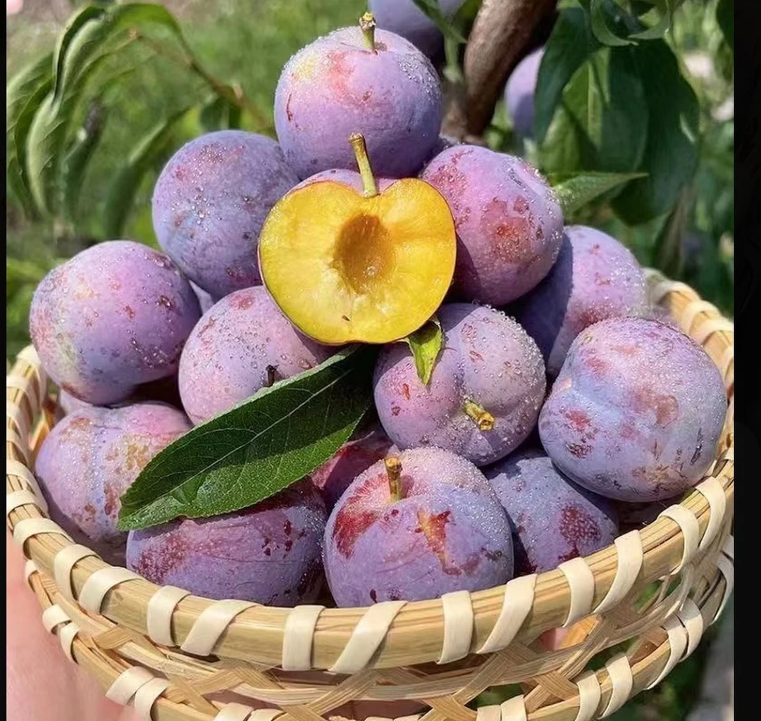 高山新鲜现摘脱骨脆红李