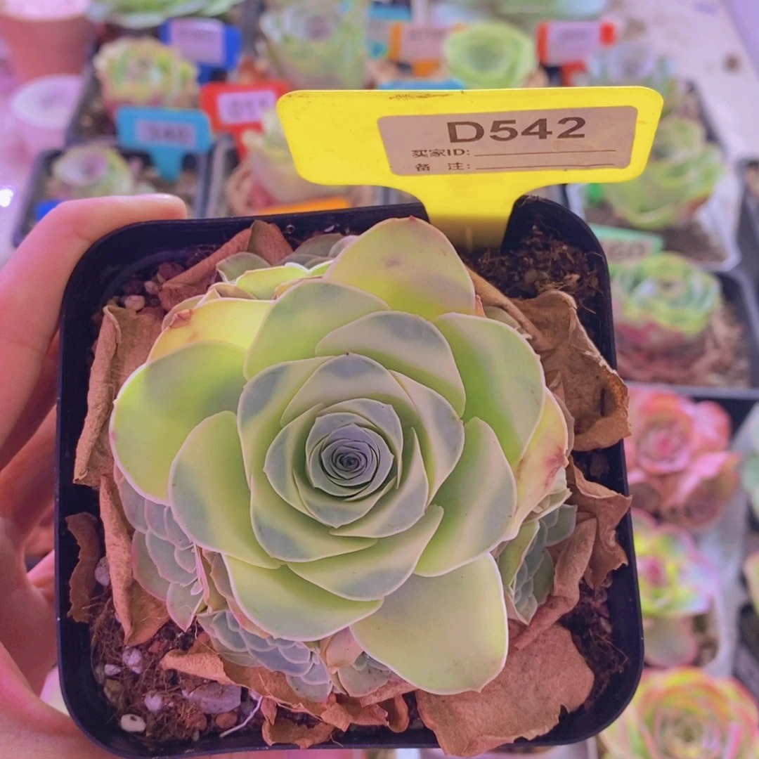 山地玫瑰一物一拍紫芙542