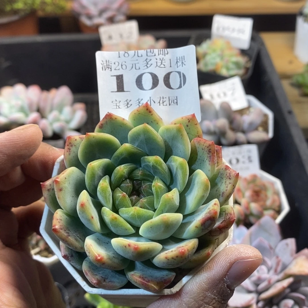 甜心一物一拍满18包邮满26送一颗多肉