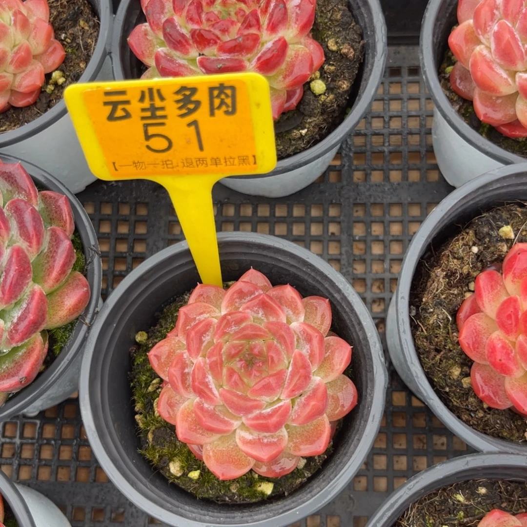 云尘多肉一物一拍51，