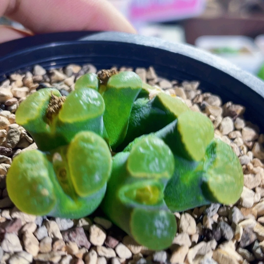 稀有绿体磁铁风铃植物一物一拍
