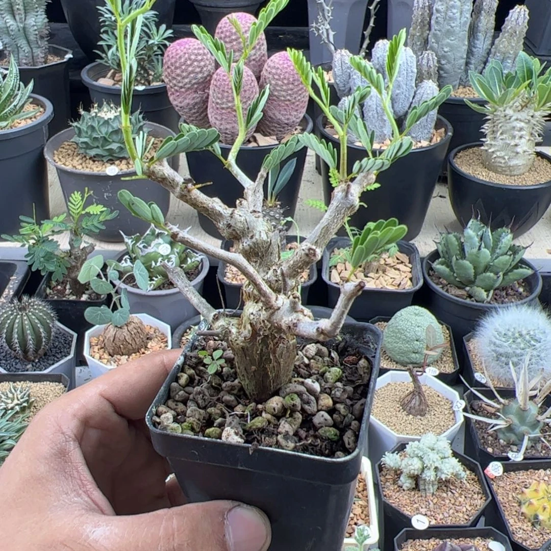 沙漠苏木一物一拍带盆发