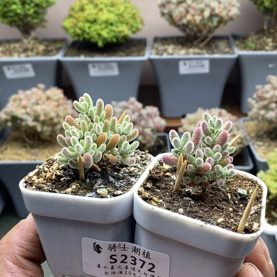 恰*儿2372套餐2颗枝干番杏