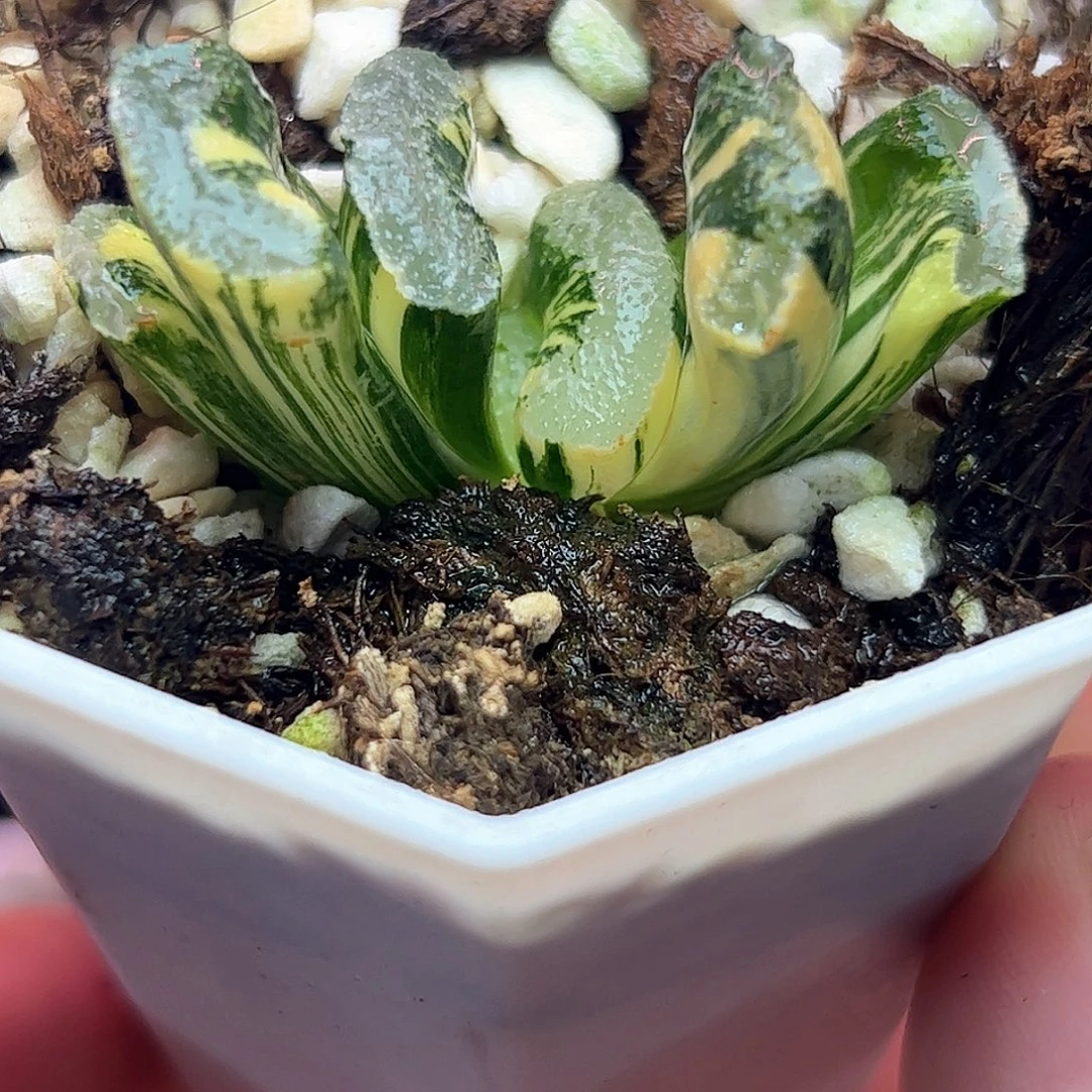 浮藻玉扇锦十二卷多肉植物