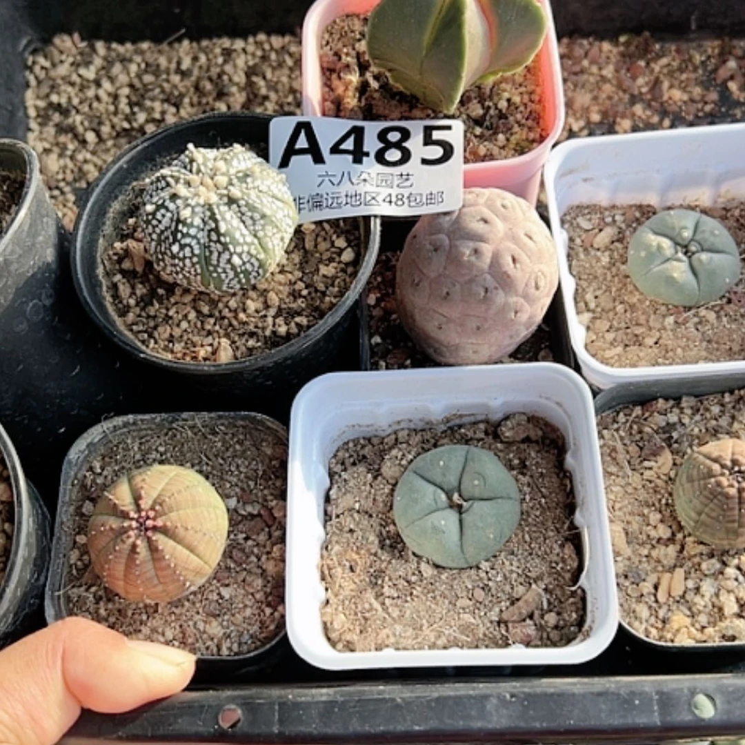 【闪购商品】木*之9颗仙人球