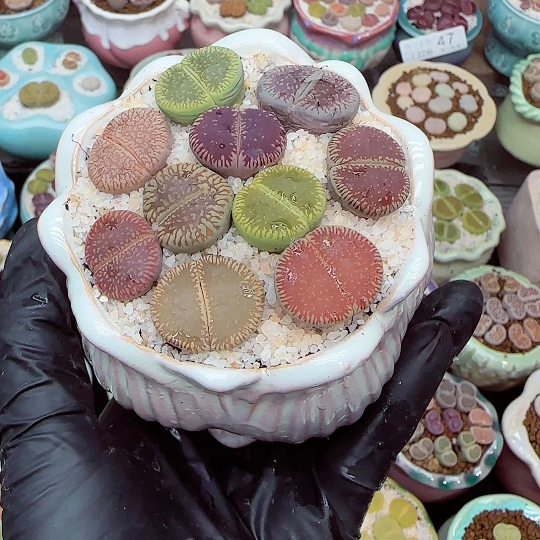 生石花满18包邮1226-60