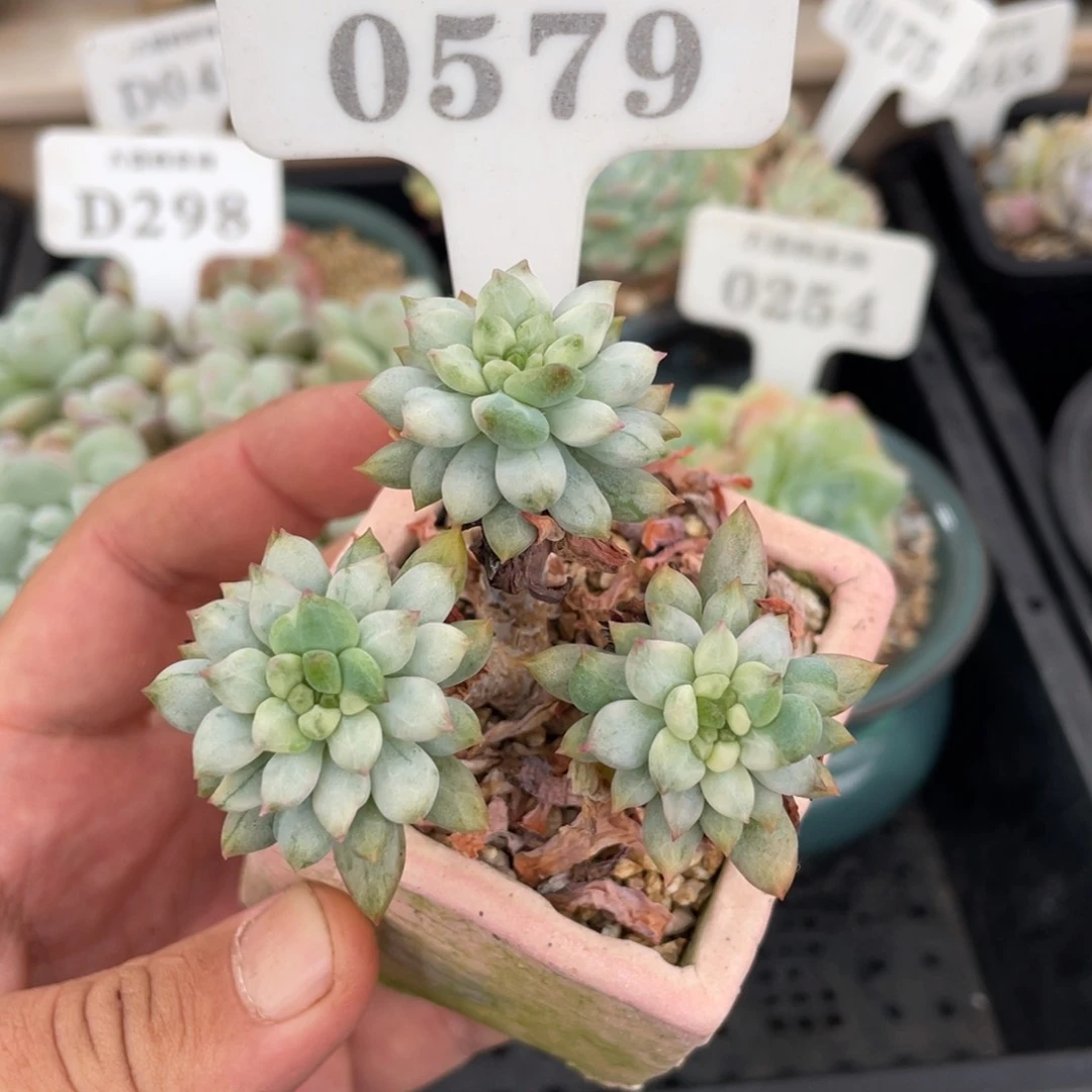 0579蓝苹果石化锦不带盆7厘米