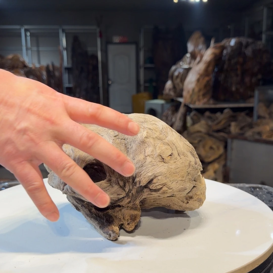 鱼***飞木王一刀琥珀木摆件B68