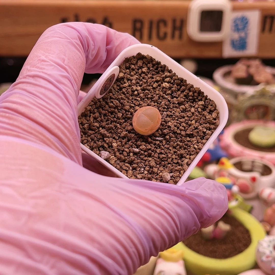 77号三年半以上半状态大王登