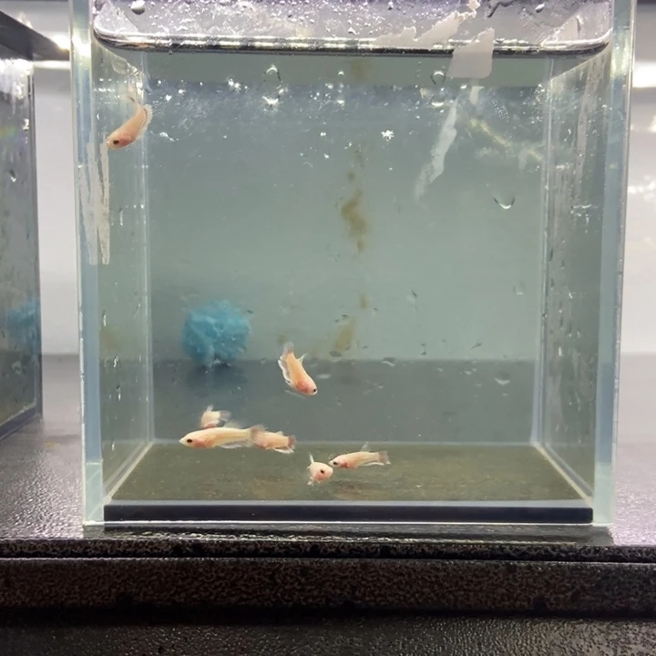 斗鱼包活不包损所见即所得105