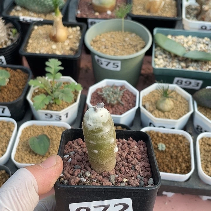 872雪露厚墩菊块根