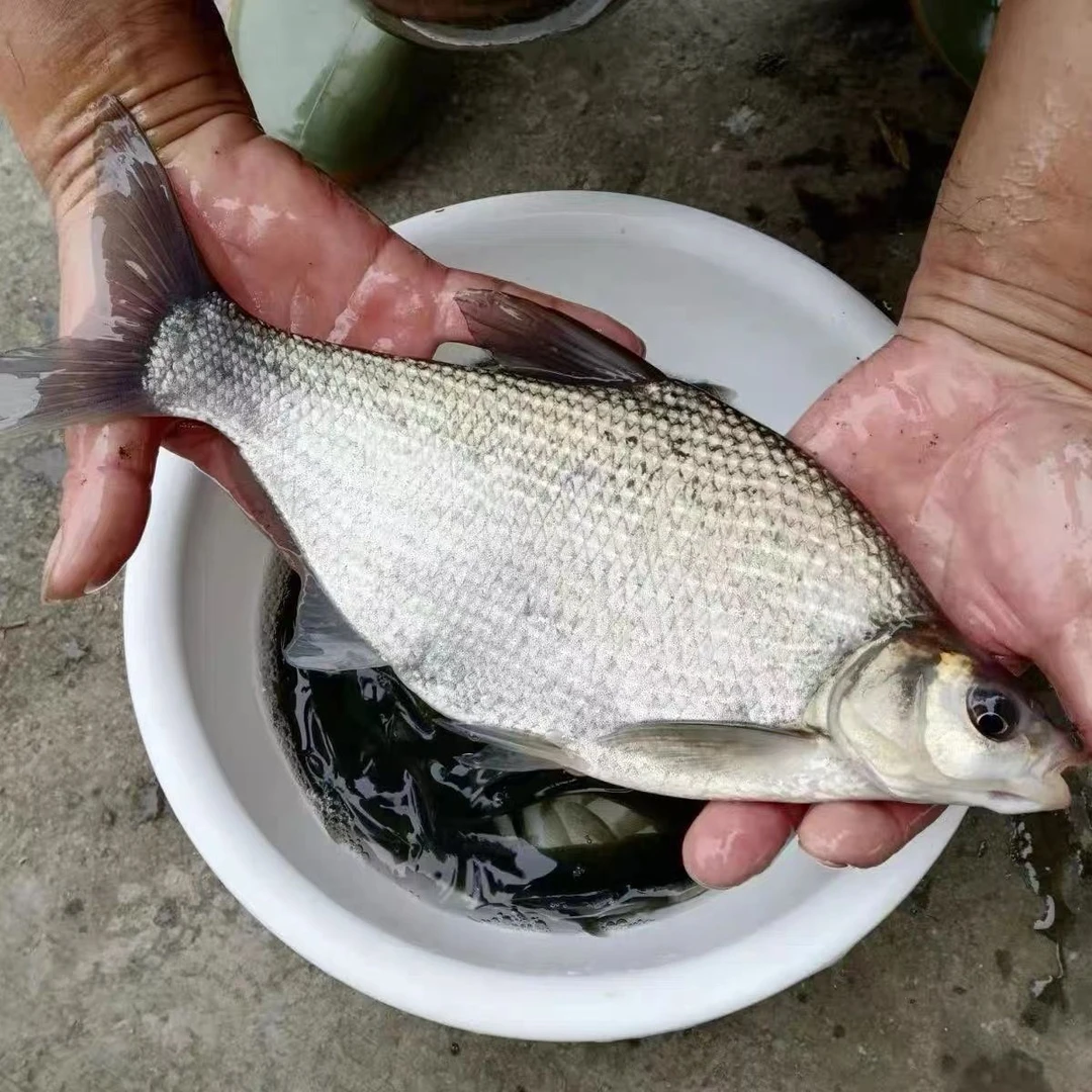 武昌鱼 沙边团头鲂团头 鳊鱼宠物淡水养殖 【活体】