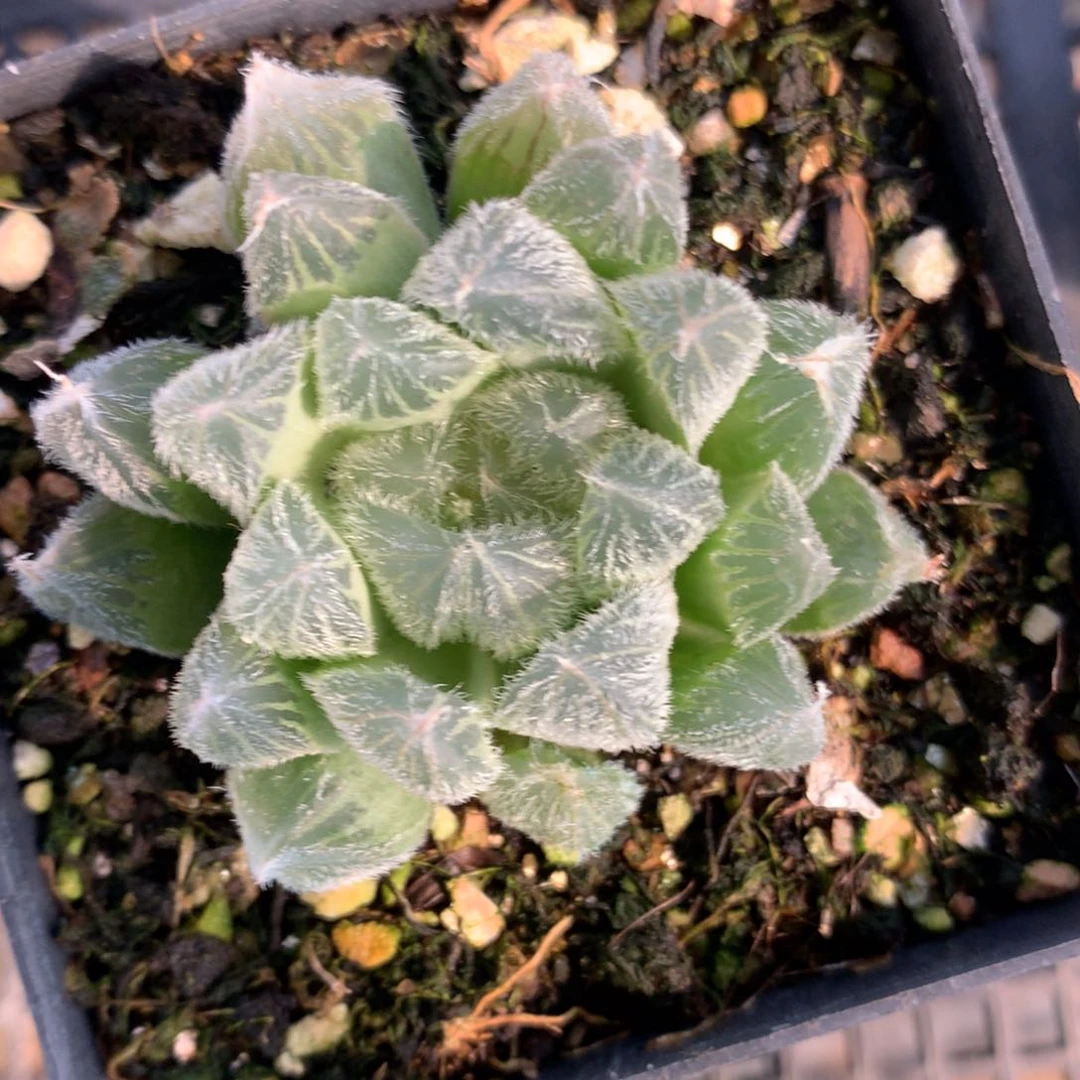 梦露一颗，福利。   随机脱土发货。