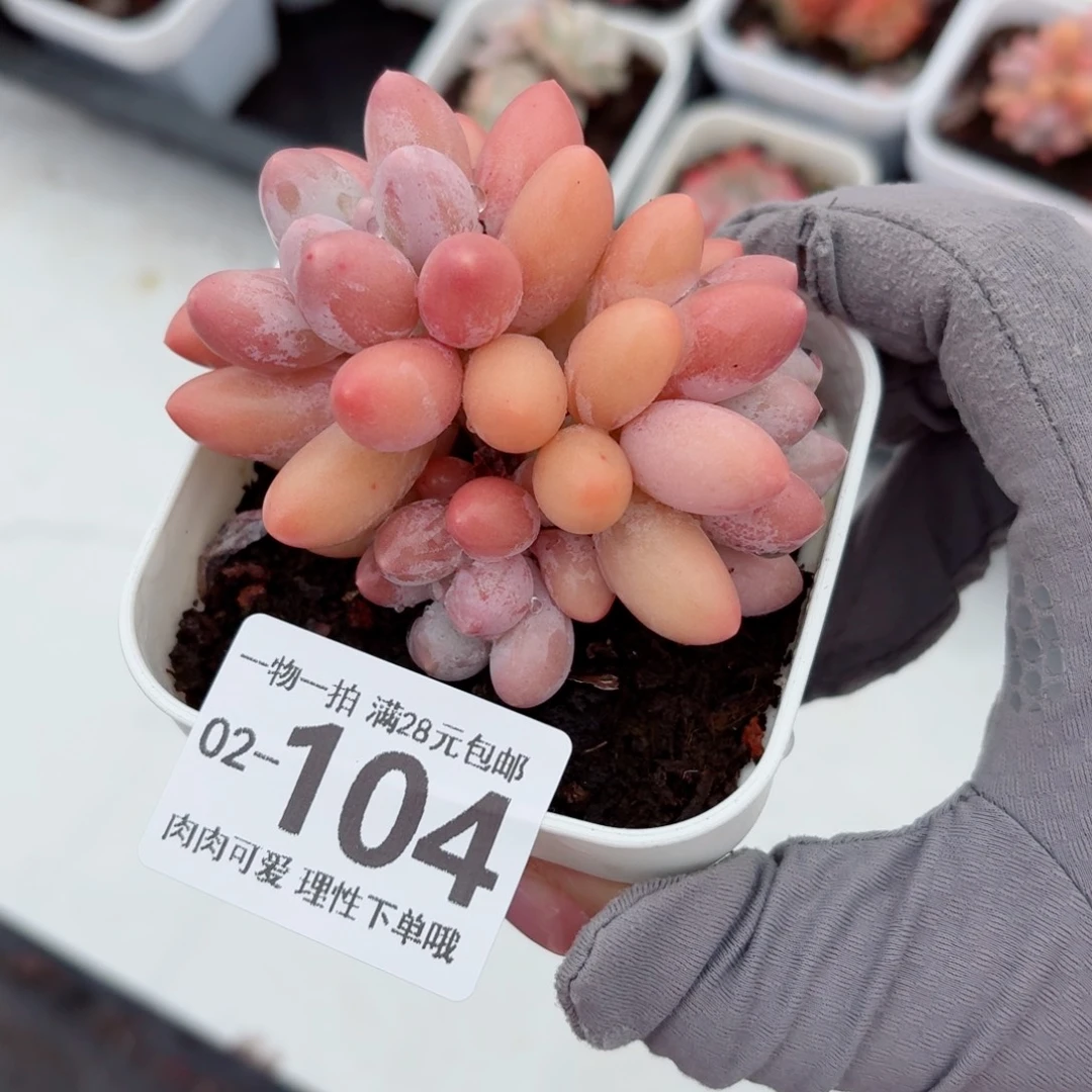 汤圆多肉多肉无盆土发货无