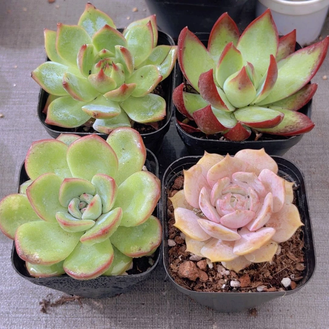 吉娃娃。 惊鸿。 泡芙。露娜莲